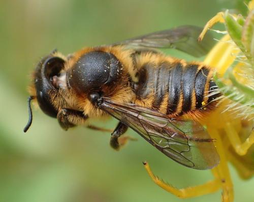 Réf. 269 469 : Megachile sp.